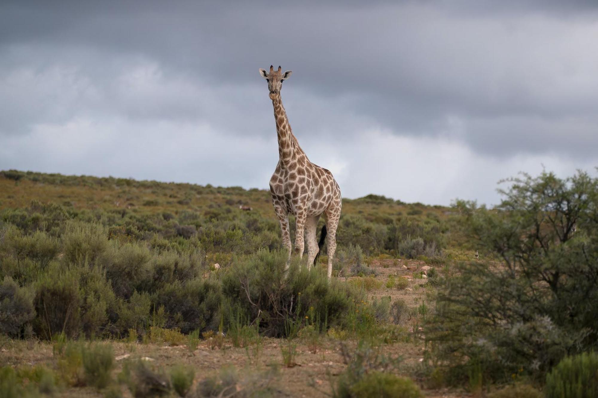 Swartberg Private Game Lodge Oudtshoorn Exterior photo